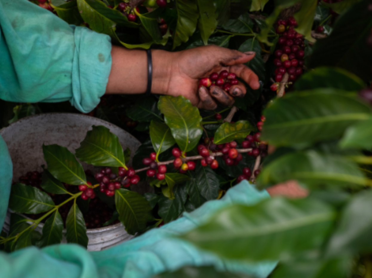 Decaf Mexico