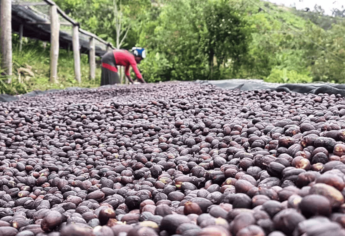 Ethiopia Yirgacheffe